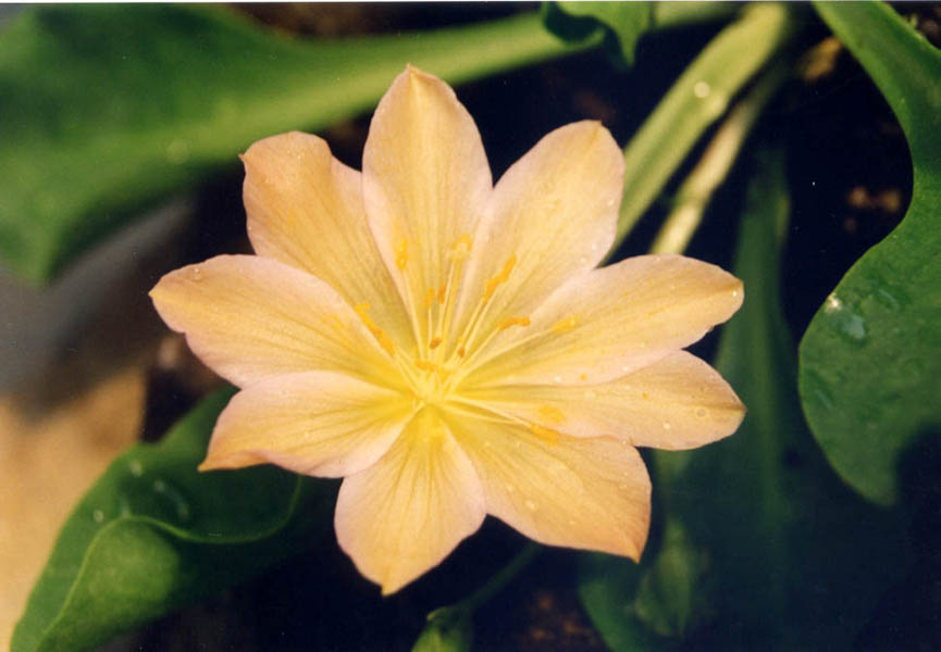 Lewisia tweedyi en fleurs sur des pentes rocheuses des Cascades, entre 800 et 1800 mètres d'altitude